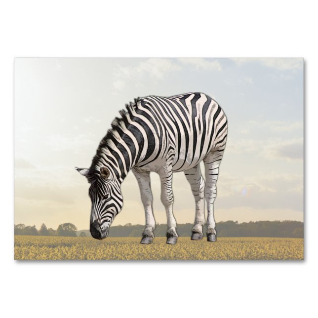 Zebra ABA Tact Labellisation Flashcard | Carte pho (Devant)
