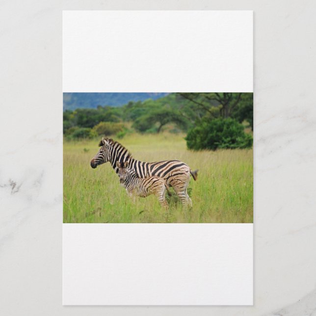 Zebra bébé et maman (Devant)