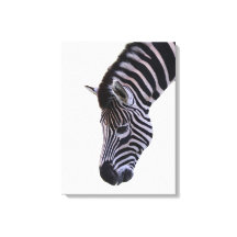 Zebra en gros plan | Art mural faune et flore noir