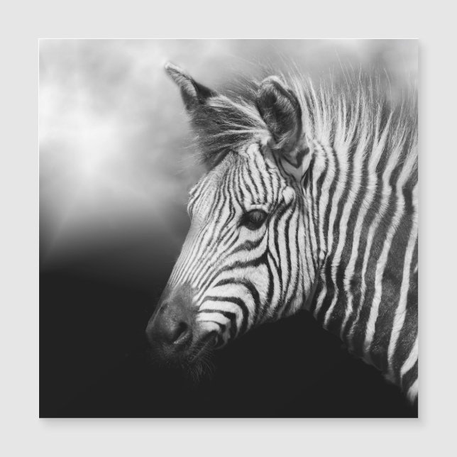 Zebra Foal (Devant)