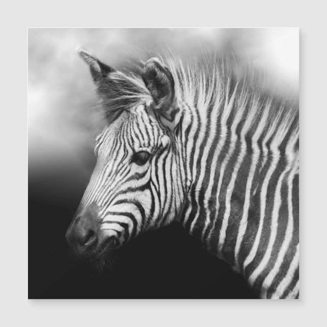 Zebra Foal (Devant)