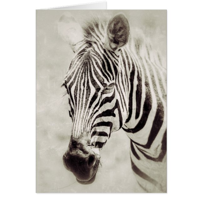 Zebra : Haut et proche (Devant)