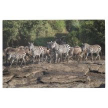 Zebra Herd Natural African Setting Metal Print