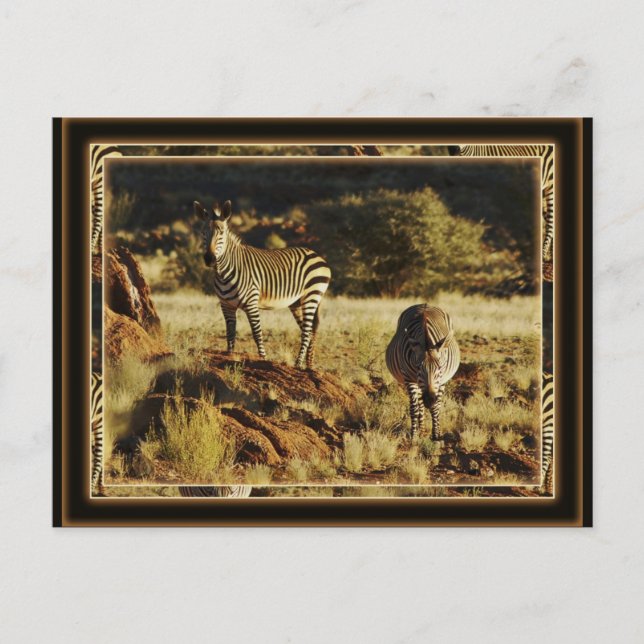 Zebra, les cartes postales du safari animalier de  (Devant)