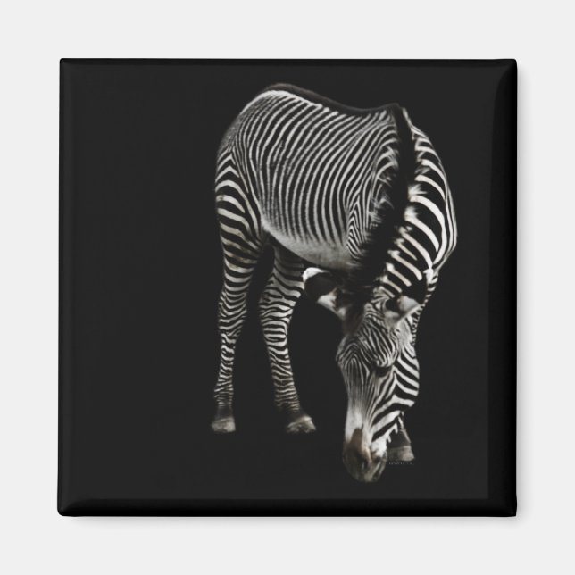Zebra P4435 Magnet (Devant)