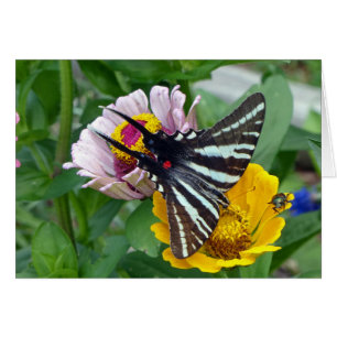 Zebra Swallowtail+Japonais Beetle