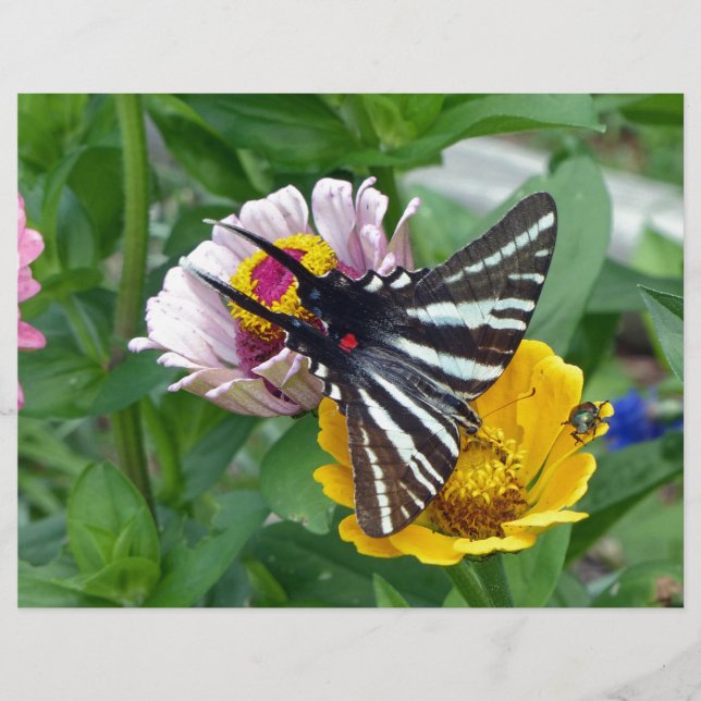 Zebra Swallowtail+Japonais Beetle (Devant)