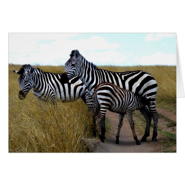 ZEBRAS ET BÉBÉ ZEBRA (Devant horizontal)