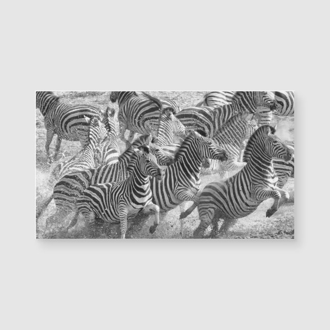 Zebras running (Devant)