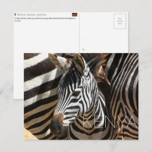 Zèbre dans le Masai Mara, Kenya Carte postale de v