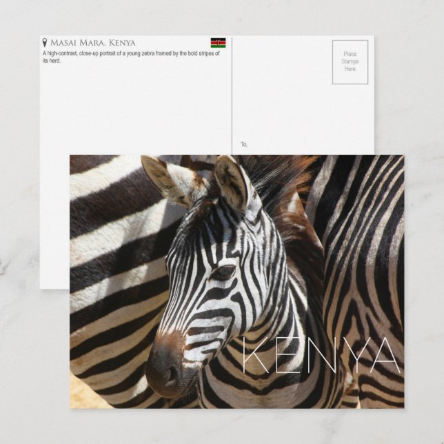 Zèbre dans le Masai Mara, Kenya Carte postale de v (Devant / Derrière)