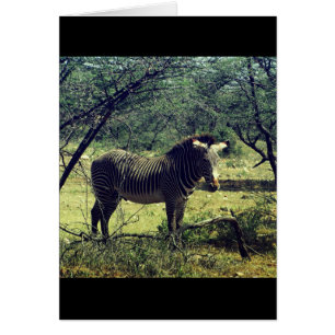 Zèbre dans les arbres