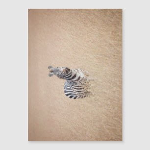 Zèbre en herbe haute