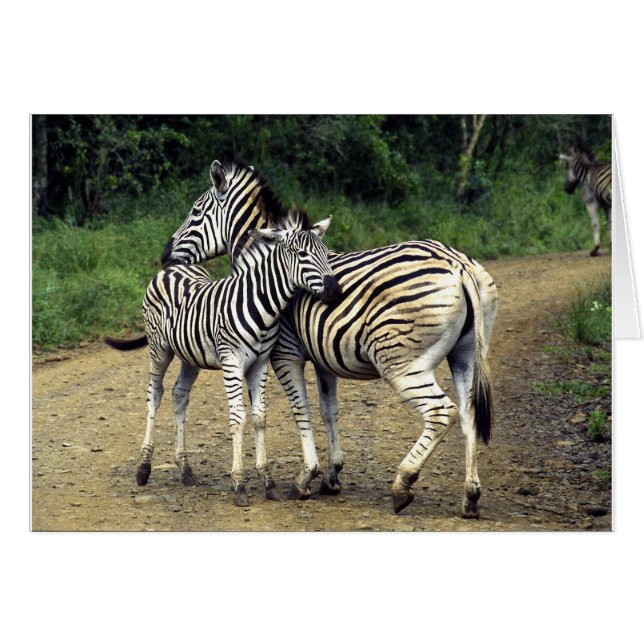 zèbre et bébé (Devant horizontal)