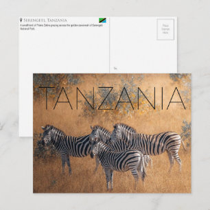 Zèbres dans le Serengeti, Tanzanie Carte postale d