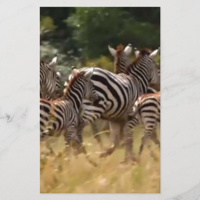 Zèbres en mouvement : Un voyage de mille milles (Devant)