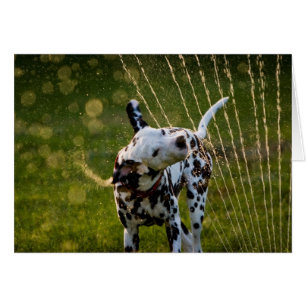 Zeke dans Sprinkler