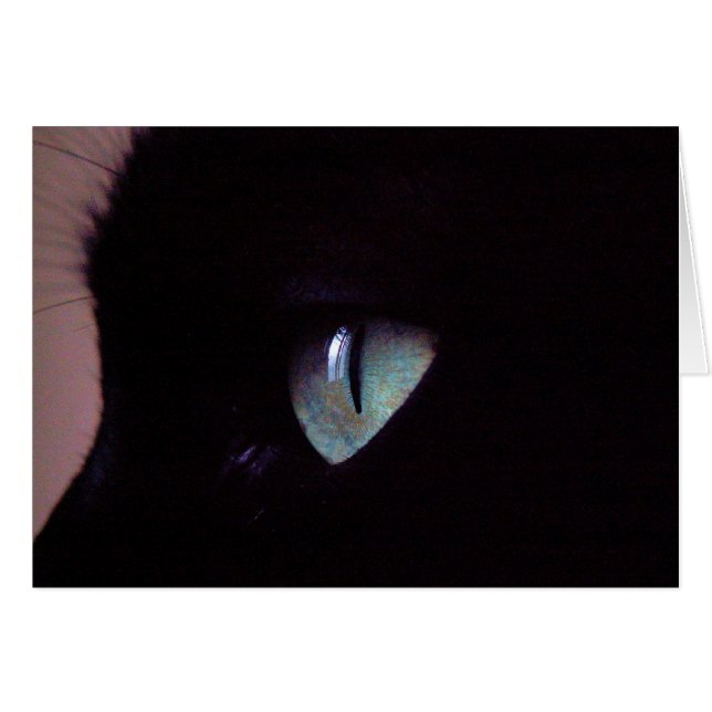 Zen superbe de Salsa (Devant horizontal)