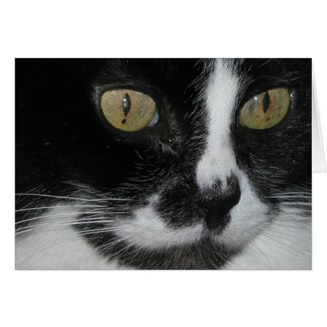 Zewa (Devant horizontal)