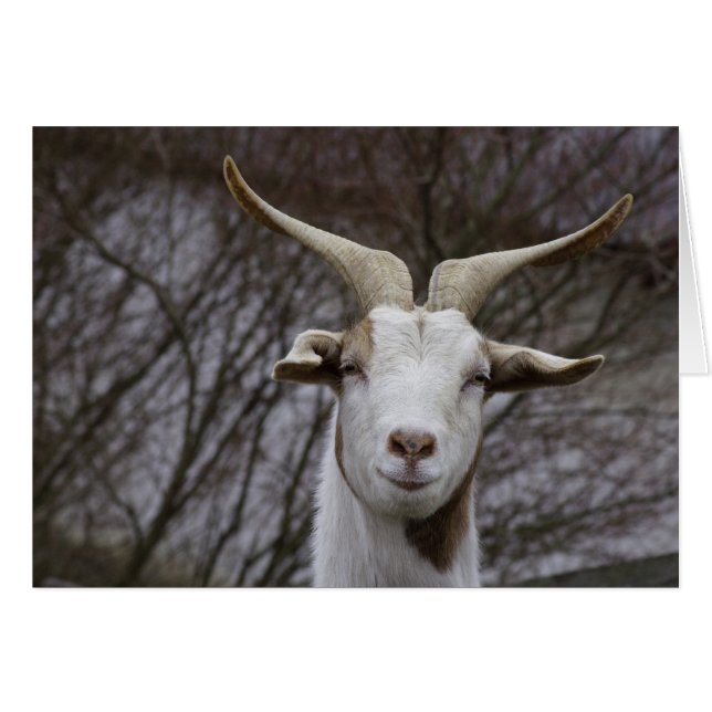 Ziegenbock (Devant horizontal)