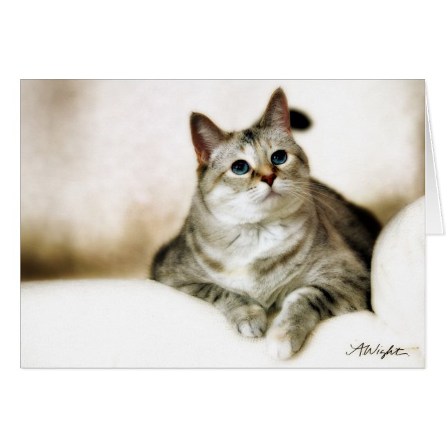 Zilla dans des tons Brown (Devant horizontal)