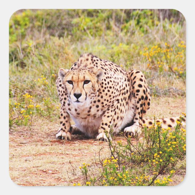 Zimbabwe cheetah Safari sur Stickers Display (Devant)