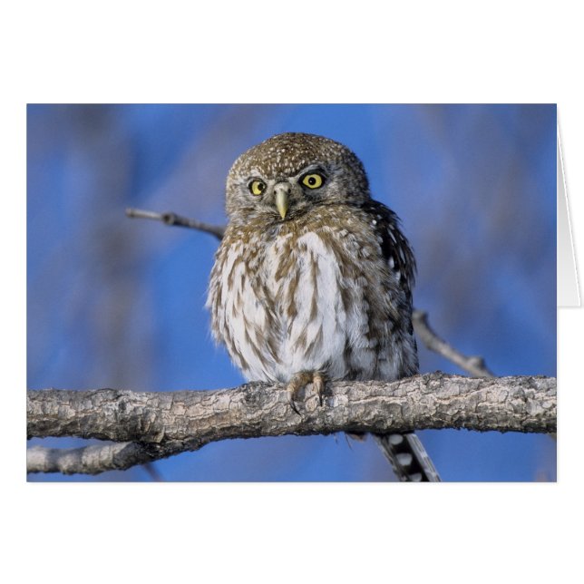 Zimbabwe. Gros plan sur un hibou tacheté de perle (Devant horizontal)