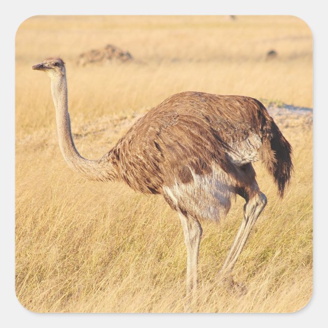 Zimbabwe Ostrich Safari sur Stickers Display (Devant)