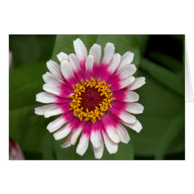Zinnia (Devant horizontal)