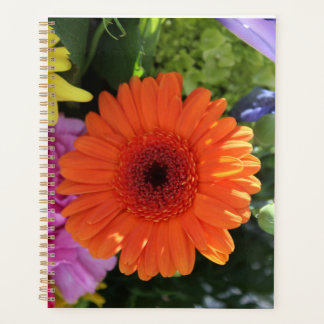 Zinnia