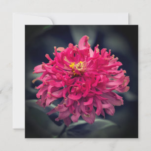 Zinnia hirsute Merci