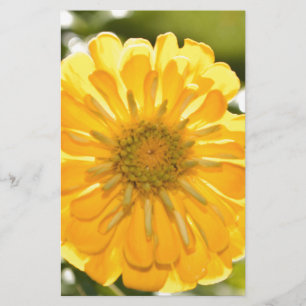 Zinnia jaune, marguerite jaune, fleur jaune