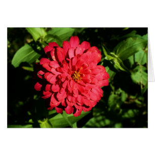 "zinnia" par Larry Coressel