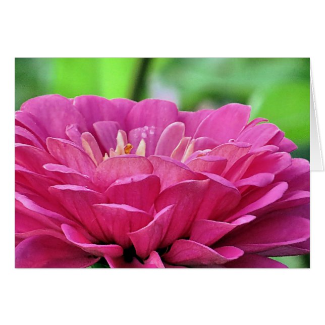 Zinnia rose (Devant horizontal)