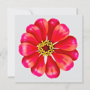 Zinnia rose