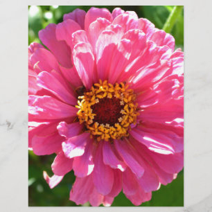 Zinnia rose