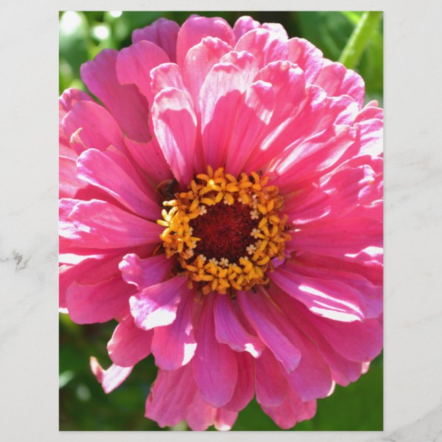 Zinnia rose (Devant)