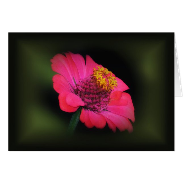 Zinnia rose brillant (Devant horizontal)