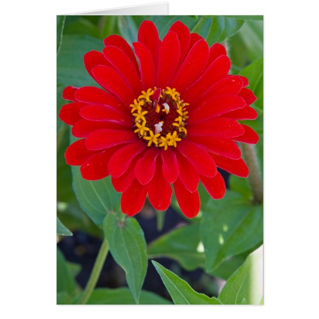 Zinnia rouge (Devant)