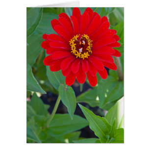 Zinnia rouge 2