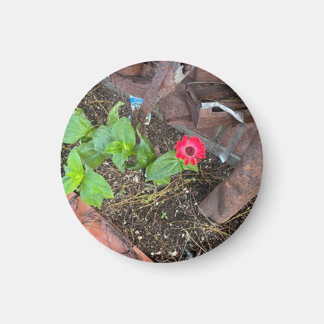 Zinnia rouge avec aimant d'objets rouillés (Devant)