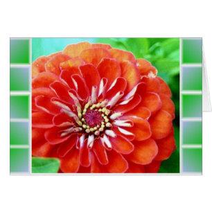 Zinnia Tiles