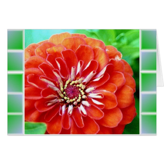 Zinnia Tiles (Devant horizontal)