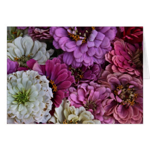Zinnias