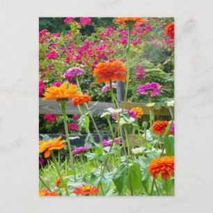"Zinnias 1." Carte postale