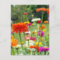 "Zinnias 2." Carte postale
