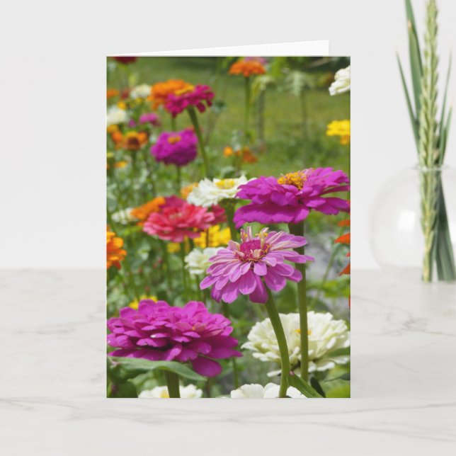 "Zinnias 3." Carte de vœux (Devant)
