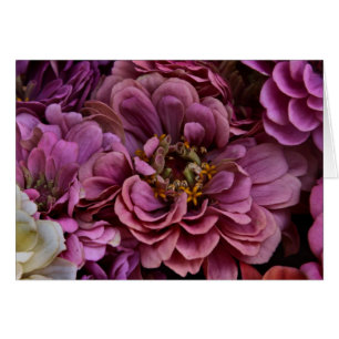 Zinnias défraîchi