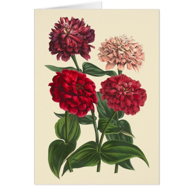 Zinnias vintage par Louis Benoit van Houtte (Devant)