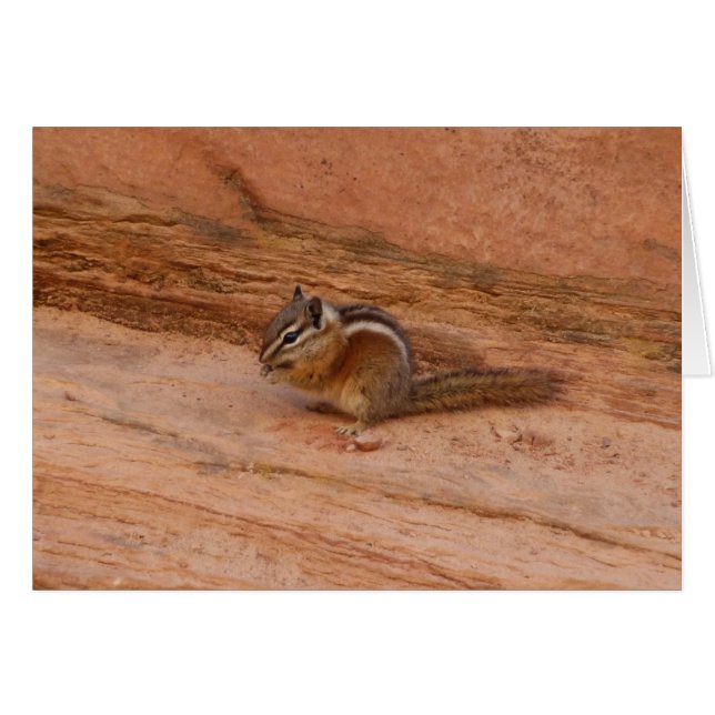 Zion Chipmunk sur Red Rocks (Devant horizontal)